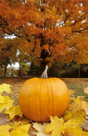 simsearch:659-03521876,k - Pumpkin with Fall Leaves Outside on an Autumn Day Stock Photo - Premium Royalty-Free, Code: 659-03523286