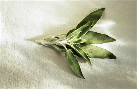 simsearch:659-01842286,k - Fresh Sage on White Stock Photo - Premium Royalty-Free, Code: 659-03523280