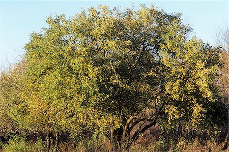 Crabapple Tree Fotografie stock - Premium Royalty-Free, Codice: 659-03523292