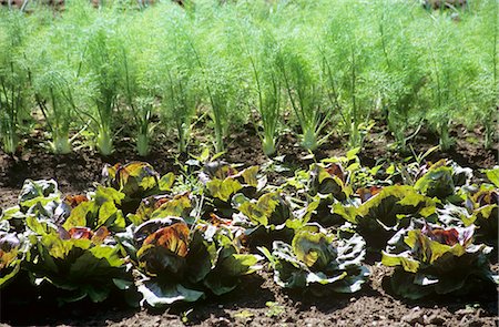 foeniculum vulgare - Lettuce and Fennel Garden Stock Photo - Premium Royalty-Free, Code: 659-03523309