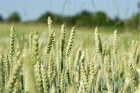 Ears of wheat in the field Stock Photo - Premium Royalty-Free, Code: 659-03523473