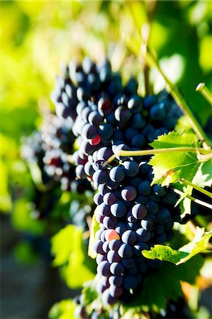 Syrah grapes, Mas Estela Estate, Costa Brava, Spain Stock Photo - Premium Royalty-Free, Code: 659-03523517