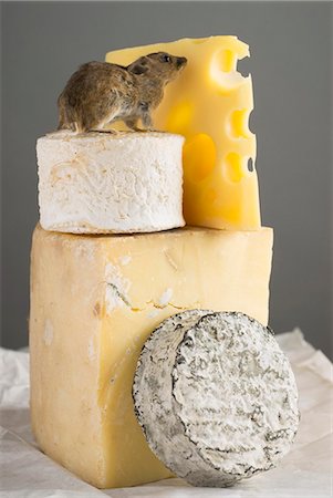 Live mouse on pieces of different cheeses Stock Photo - Premium Royalty-Free, Code: 659-03523727