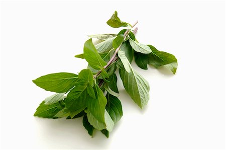 simsearch:659-01844158,k - Fresh Thai basil Stock Photo - Premium Royalty-Free, Code: 659-03523851