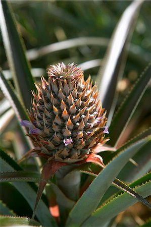 Unripe pineapple on the plant Stock Photo - Premium Royalty-Free, Code: 659-03523885