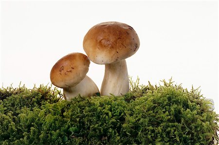 porcini mushroom - Two ceps on a bed of moss Stock Photo - Premium Royalty-Free, Code: 659-03534210