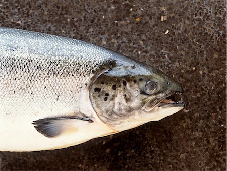 sea fish - A salmon Foto de stock - Sin royalties Premium, Código: 659-03534356