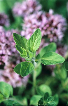 Marjoram Foto de stock - Sin royalties Premium, Código: 659-03534467