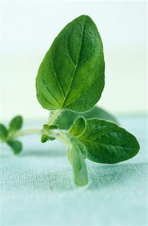 simsearch:659-01848652,k - A sprig of marjoram Fotografie stock - Premium Royalty-Free, Codice: 659-03534462