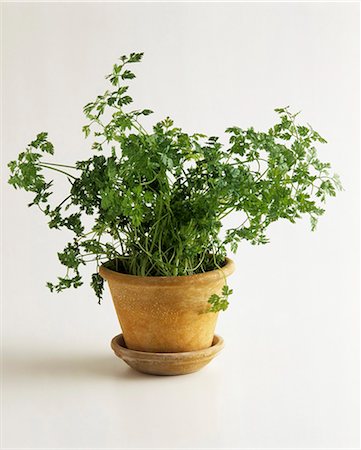 simsearch:659-03531421,k - Chervil in a pot Foto de stock - Sin royalties Premium, Código: 659-03534715