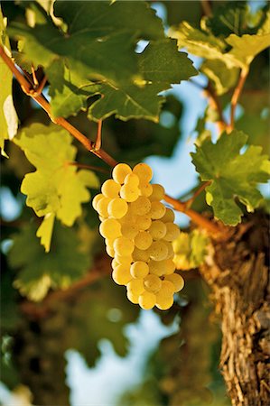 simsearch:659-06183780,k - Ripe white wine grapes on vine ((Grüner Veltliner, Lower Austria) Foto de stock - Sin royalties Premium, Código: 659-03534846