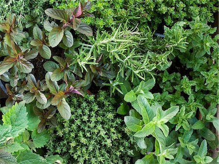 Various herbs in pots, full-frame Stock Photo - Premium Royalty-Free, Code: 659-03534848