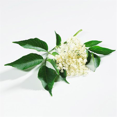 elder blossom - Avec les feuilles, les fleurs de sureau Photographie de stock - Premium Libres de Droits, Code: 659-03534926