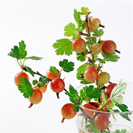 simsearch:659-02211093,k - Gooseberry twigs in a glass of water Stock Photo - Premium Royalty-Free, Code: 659-03535179