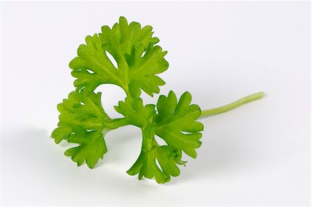 petroselinum crispum - A curled parsley leaf Stock Photo - Premium Royalty-Free, Code: 659-03535198