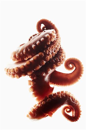 pieuvre - Tentacules de poulpe sur fond blanc Photographie de stock - Premium Libres de Droits, Code: 659-03535570