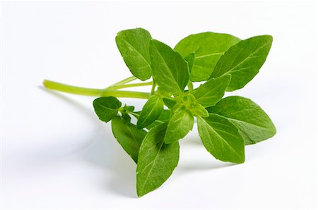 A sprig of basil Foto de stock - Sin royalties Premium, Código: 659-03535573