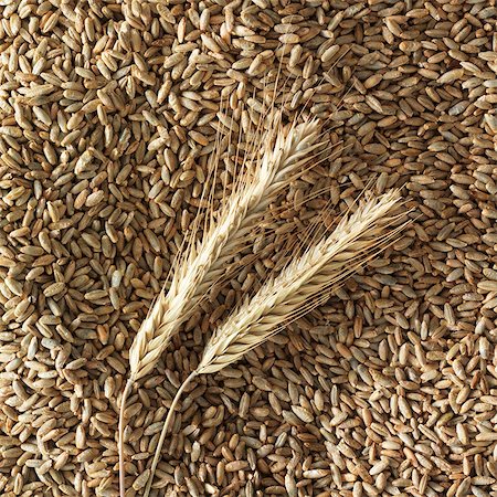 rye (grain) - Épis de seigle sur grains de seigle Photographie de stock - Premium Libres de Droits, Code: 659-03535686