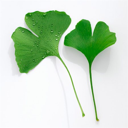 Ginkgo leaves with and without drops of water Foto de stock - Sin royalties Premium, Código: 659-03535795