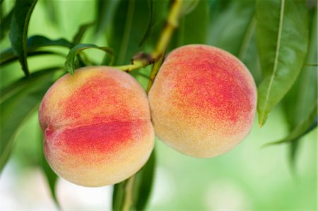 peach (fruit) - Peaches on the branch Stock Photo - Premium Royalty-Free, Code: 659-03535796