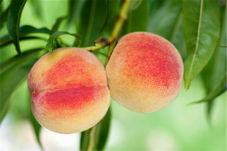 peach (fruit) - Peaches on the branch Foto de stock - Sin royalties Premium, Código: 659-03535796