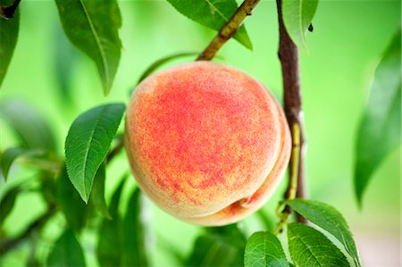 fresh peach - Peach on the branch Foto de stock - Sin royalties Premium, Código: 659-03535797