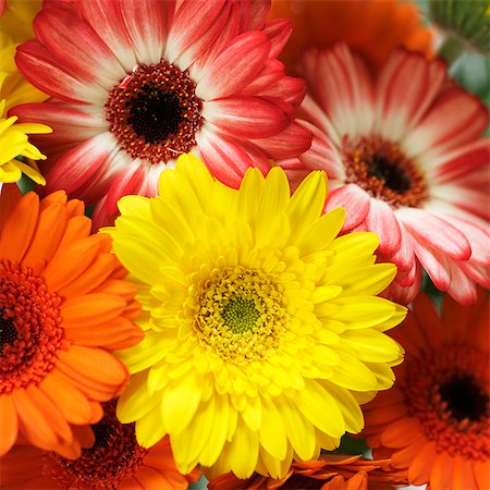 Gerberas (various colours) Stock Photo - Premium Royalty-Free, Code: 659-03535791