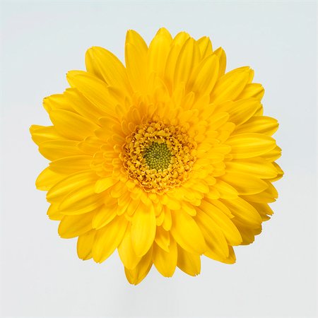 flower silo - Yellow gerbera Stock Photo - Premium Royalty-Free, Code: 659-03535792