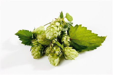 fresh hops - Sprig of hops Foto de stock - Sin royalties Premium, Código: 659-03535975