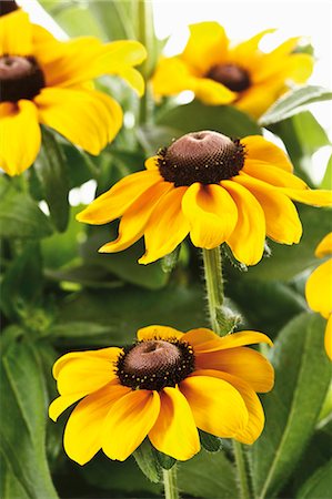 echinacea - Black-eyed Susan (Rudbeckia) Fotografie stock - Premium Royalty-Free, Codice: 659-03536028