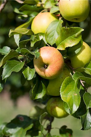 simsearch:659-07069369,k - Apples on apple tree Foto de stock - Sin royalties Premium, Código: 659-03536244