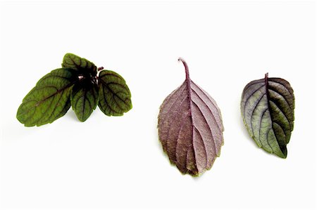 simsearch:659-03533695,k - Bush basil leaves Fotografie stock - Premium Royalty-Free, Codice: 659-03536487