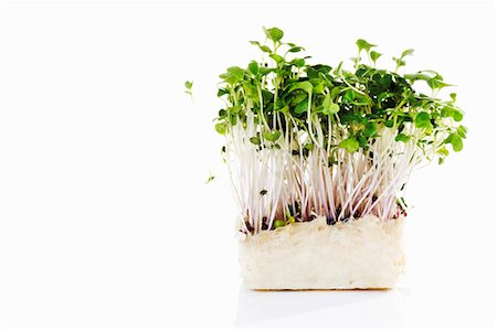 simsearch:659-03533695,k - Daikon cress Fotografie stock - Premium Royalty-Free, Codice: 659-03536494