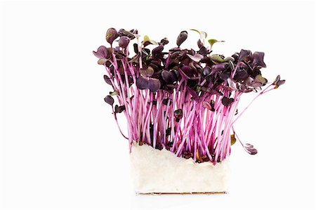 simsearch:659-01844158,k - Sakura cress Stock Photo - Premium Royalty-Free, Code: 659-03536495