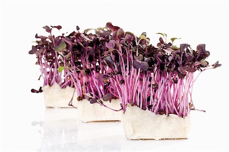 simsearch:659-01844158,k - Sakura cress Stock Photo - Premium Royalty-Free, Code: 659-03536496