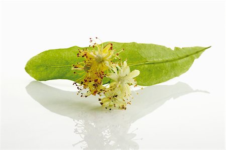 Lime blossom Stock Photo - Premium Royalty-Free, Code: 659-03536490