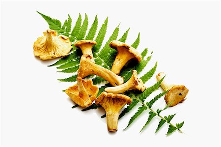 simsearch:659-03537806,k - Chanterelles on a fern frond Foto de stock - Royalty Free Premium, Número: 659-03536514