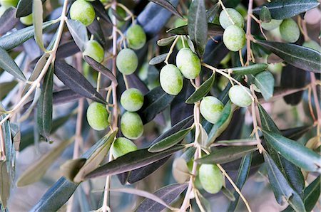 fresh green tree - Olives on the tree Stock Photo - Premium Royalty-Free, Code: 659-03536540