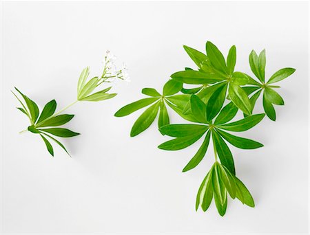 Fresh woodruff with flower Foto de stock - Sin royalties Premium, Código: 659-03536630
