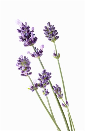 simsearch:659-03534923,k - Lavender flowers Foto de stock - Sin royalties Premium, Código: 659-03536809