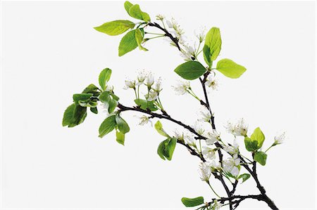 prunus domestica - Plum blossom on branch Foto de stock - Sin royalties Premium, Código: 659-03536854