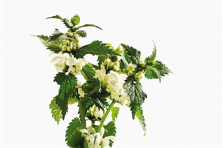 simsearch:659-03536855,k - Dead-nettle with flowers Stock Photo - Premium Royalty-Free, Code: 659-03536855