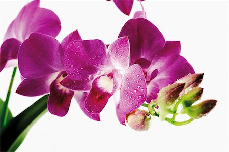 Purple orchid with drops of water (close-up) Foto de stock - Sin royalties Premium, Código: 659-03536852