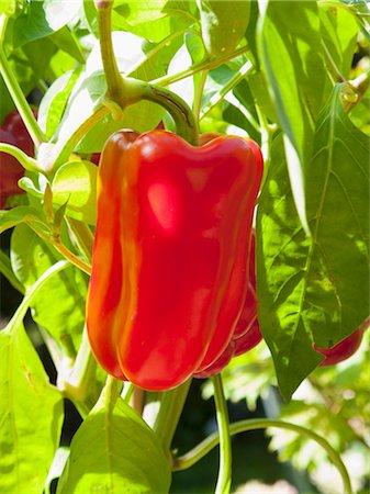 piment rouge - Poivron rouge sur la plante Photographie de stock - Premium Libres de Droits, Code: 659-03536892