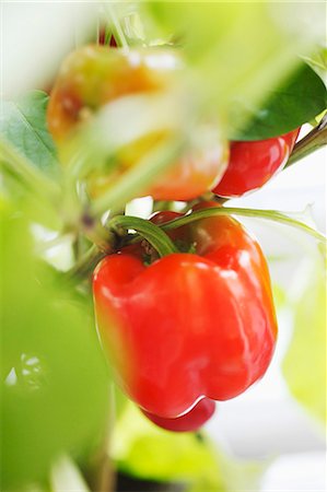 plants blurred - Red pepper on the plant Stock Photo - Premium Royalty-Free, Code: 659-03536893