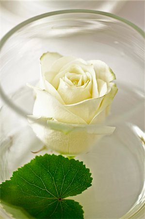 flower decoration - White rose in glass vase (table decoration) Stock Photo - Premium Royalty-Free, Code: 659-03537198