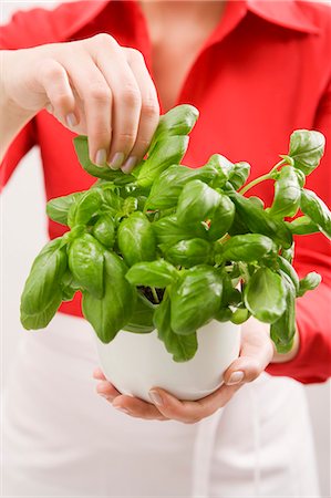 Woman holding pot of fresh basil Foto de stock - Sin royalties Premium, Código: 659-03537229