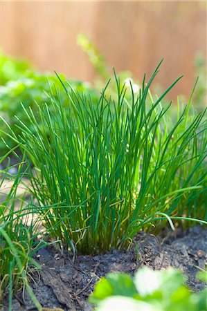 Chives growing in a garden Stock Photo - Premium Royalty-Free, Code: 659-03537365