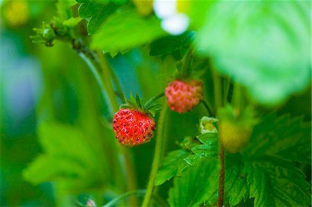 fragaria - Erdbeeren auf der Pflanze Stockbilder - Premium RF Lizenzfrei, Bildnummer: 659-03537386