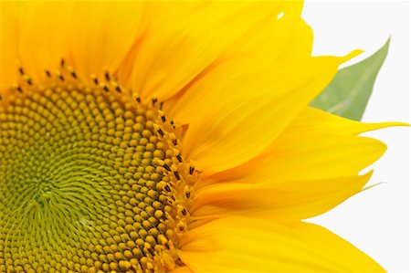 Sunflower (close-up) Foto de stock - Sin royalties Premium, Código: 659-03537493